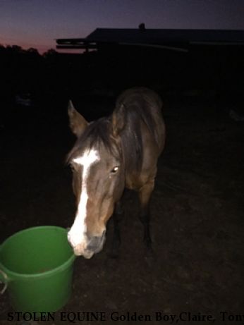 STOLEN EQUINE Golden Boy,Claire, Tony, Tex, Black Mare, Red Roan Near College Station, TX, 77845